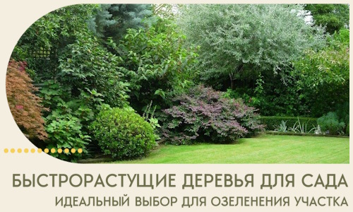 Быстрорастущие деревья для сада идеальный выбор в Обнинске