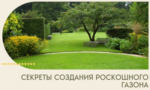 Секреты создания роскошного газона в Обнинске